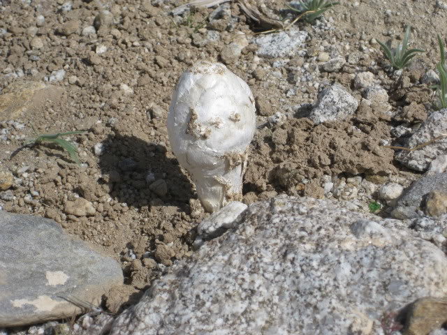 310Borrego018_1fa061da9560f8815403644694cfb1e8f2832061.jpg