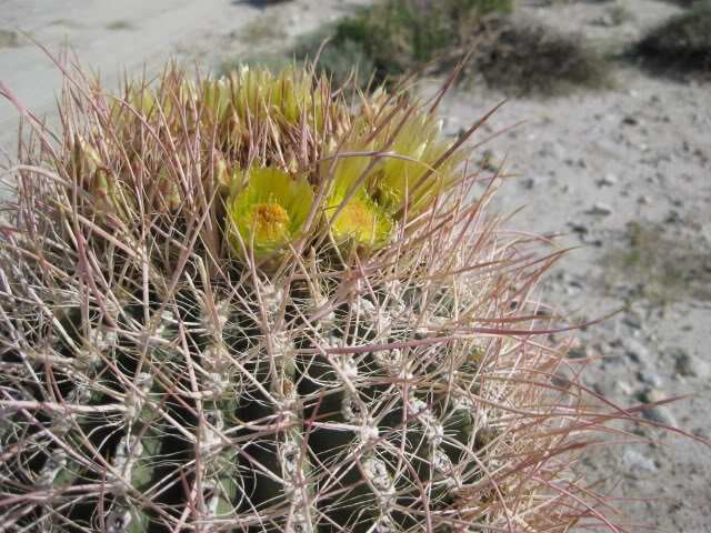 310Borrego059_516fe890f4650aac73ff140559300832fd503058.jpg