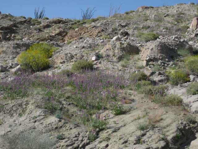310Borrego064_0a034a2ed26ca3b5fbac3fc030d32ac92f9a3e82.jpg