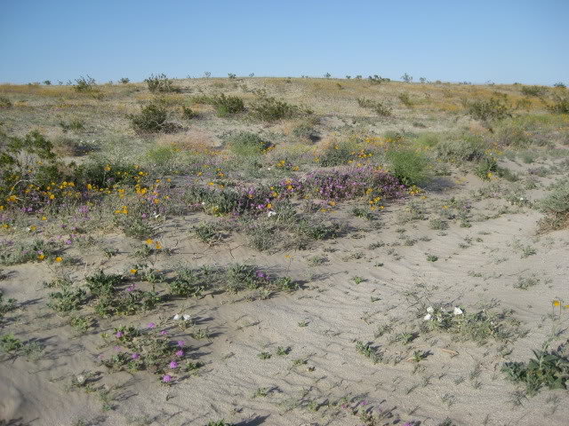 310Borrego066_1624aca7a284a4187e0607132a2c795a073fef99.jpg