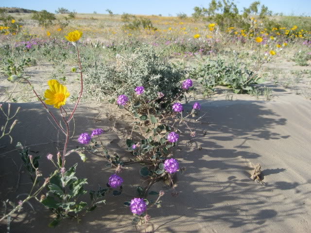 310Borrego067_6b10e9cea8249ecf1004285267cf09dc6c025c43.jpg