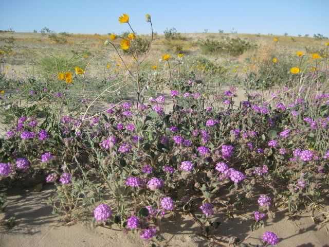310Borrego069_e47f9439a272bcaa2c40b2f29065d490f1272259.jpg