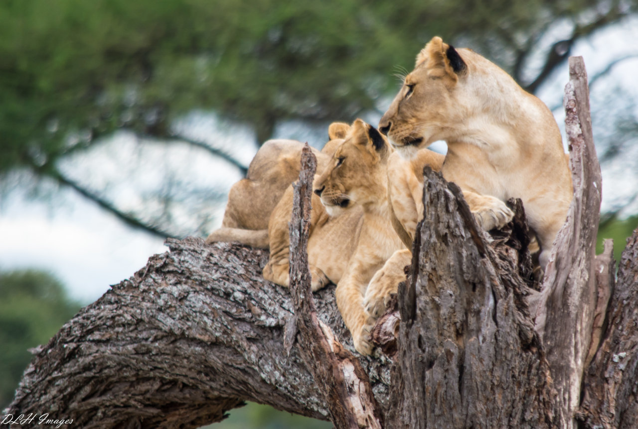 31lion-0357.jpg