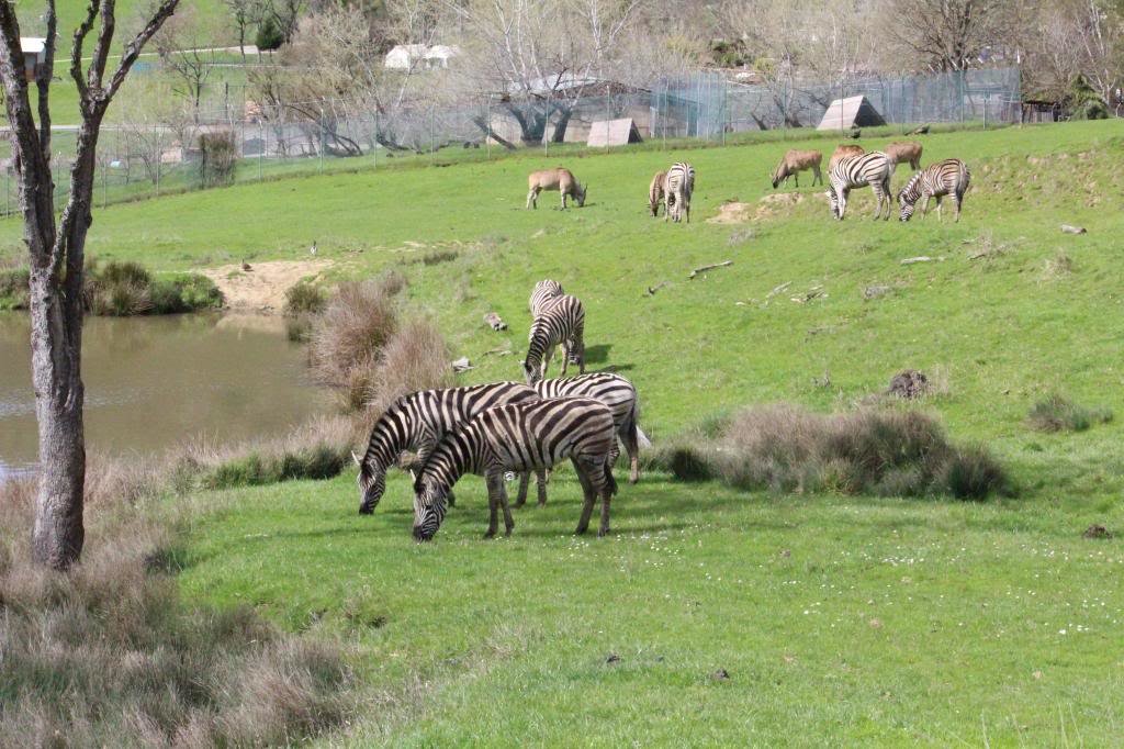 32213WildlifeSafari018_0bedb14f67e8ae40b5c7fc7b59e0fdb0708db411.jpg