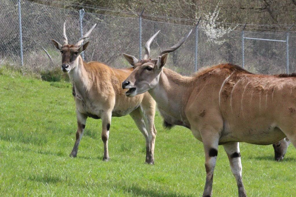 32213WildlifeSafari035_9a9271e4e4eef1bbaca2b48f745f20a3e6ed33ab.jpg