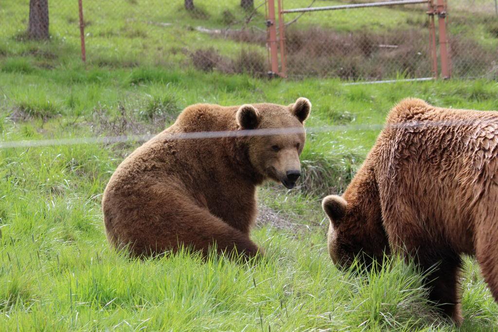 32213WildlifeSafari046_085954c7120f84d5bc040d7ffefea2b9e071efe9.jpg
