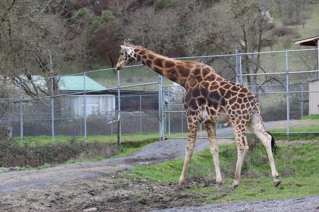 32213WildlifeSafari097_3f7af179c8714d8c161e0a3c955251e5808b1d67.jpg