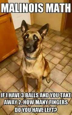 339af0253d7921c1c2637064981ffde5--belgian-malinois-working-dogs.jpg