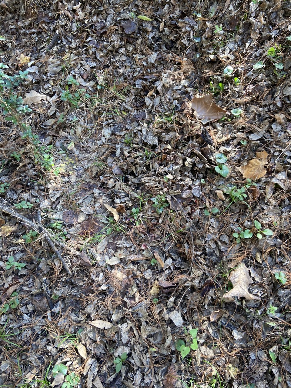 355486D0-8C58-4270-9379-16134853138D.jpg