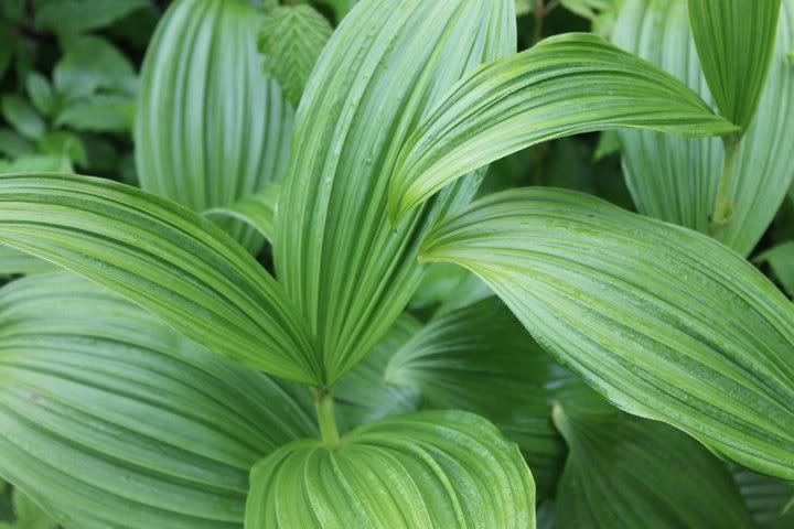 36948_1521707649257_1431559954_3142_c22231b1cceceef5d59c3cff4b7cd1621399331b.jpg