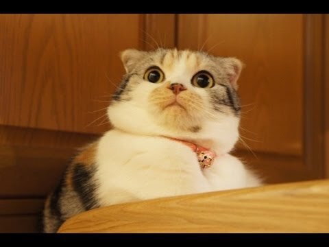 3719145e46b5336e79b2ce4b87409a5b_f1625c77a1156f7361688f292595fa43e153c046.jpg