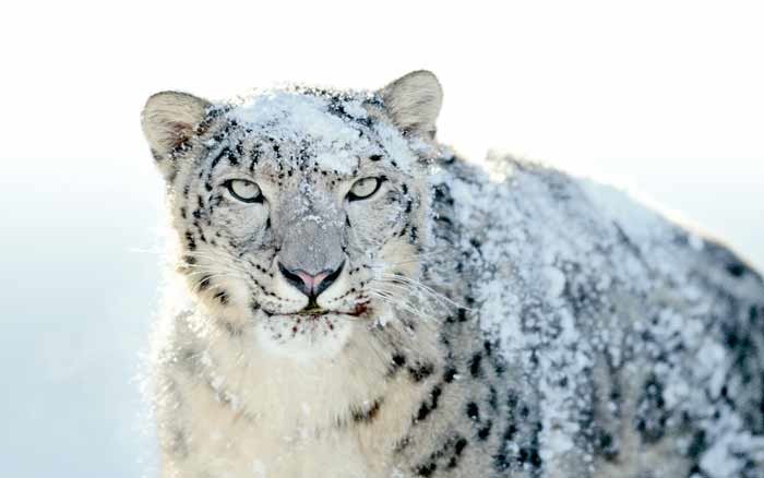 3_WIN-snow-leopard-wallpapers-2.jpg