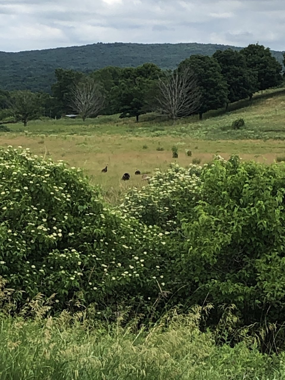 3C18A8CC-AE75-4FD6-8DEB-B3A047F42D16.jpg
