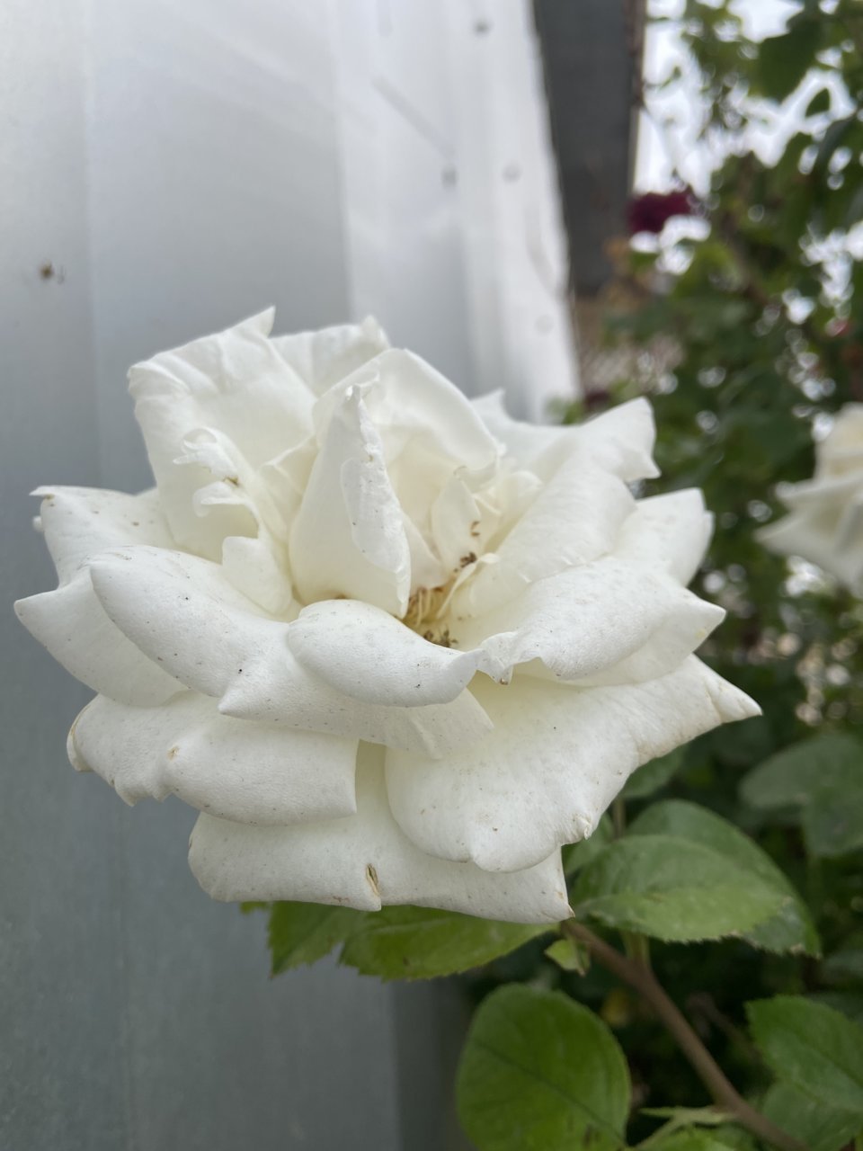 3DDA4B79-1BB1-4515-97D5-50EC93860A9E.jpg