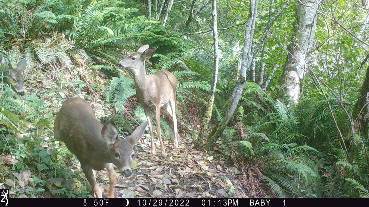 3deer.jpg