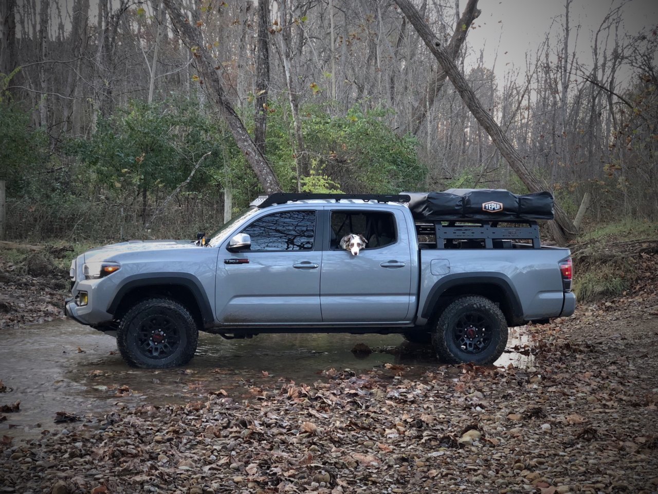 Dogs with Tacomas. LET’S SEE THEM! | Page 24 | Tacoma World