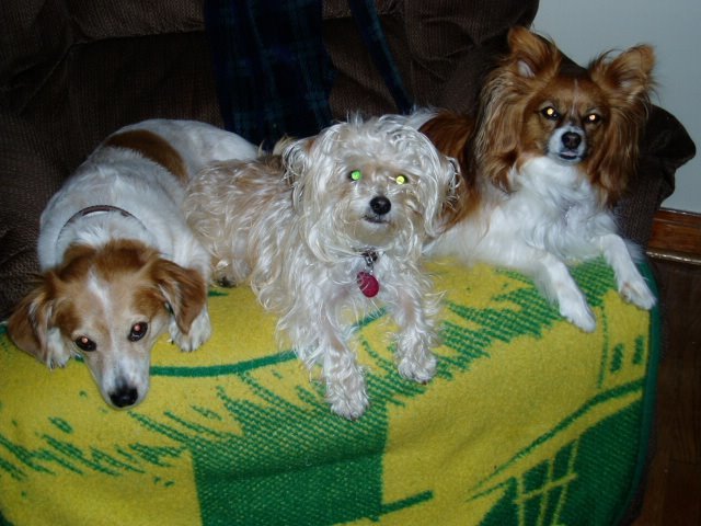 3dognight.jpg