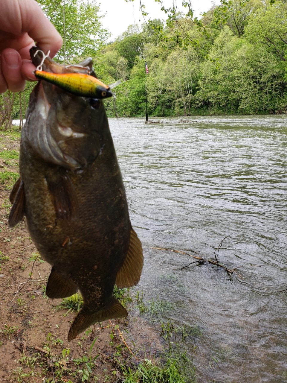 3lb small Elkton VA.jpg