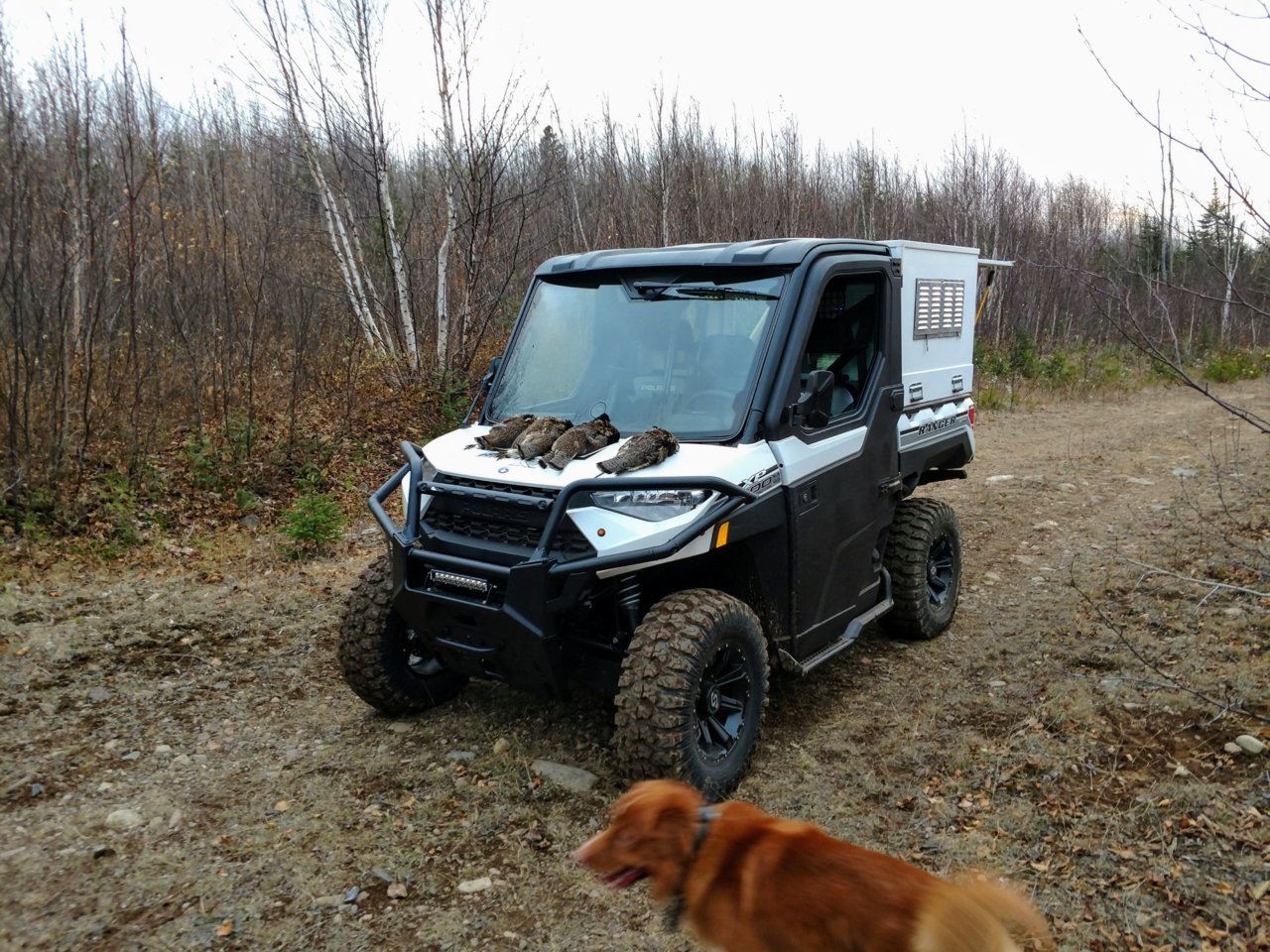 4 grouse.jpg