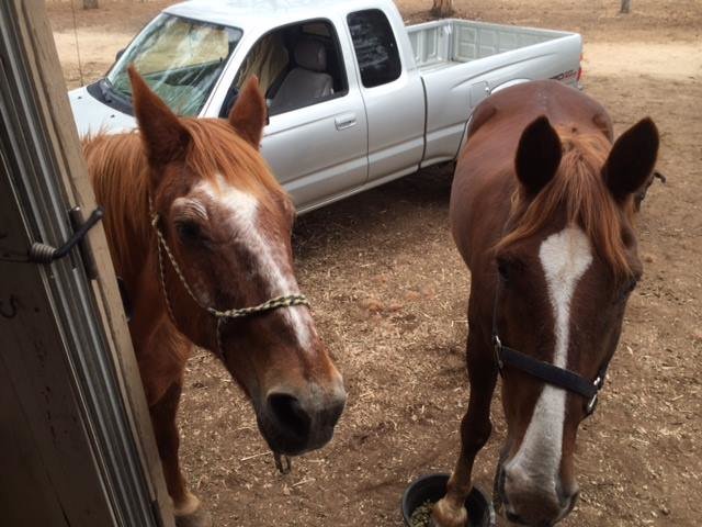 #4-w:horses.jpg