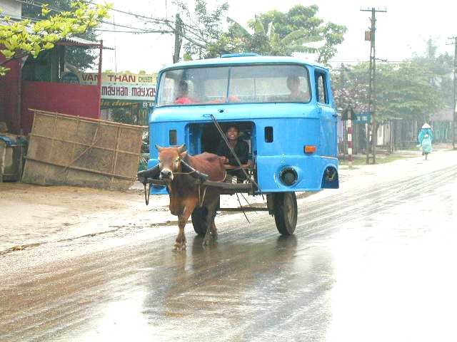 41166972.Cow_truckVN.jpg
