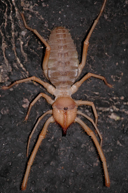 440px-Sunspider.jpg