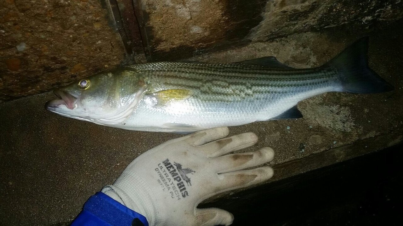 4avupete_68f512e7ffebc10c1aa4c8c83955e2eb4d426901.jpg