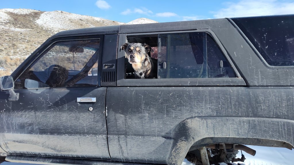 4runner window dog.jpg