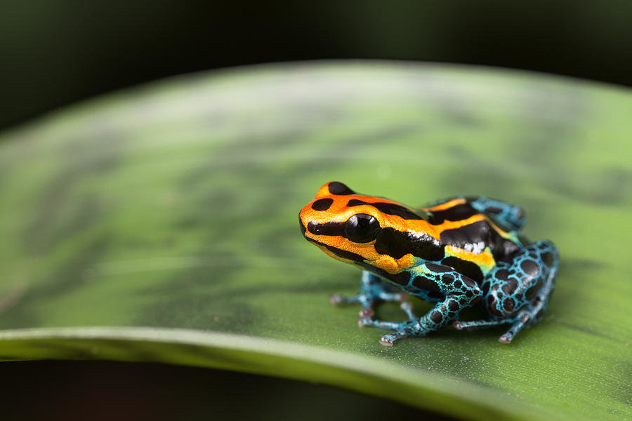 5-poison-dart-frog-dirk-ercken.jpg