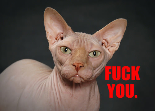 500x_fuck_you_cat_shutterstock_1230_350a155970a4c5db9c5f0381a271a84f088a7ae3.jpg