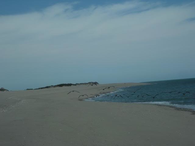 513ShellIsland066_545734bd0ae51f0e20f4fac937a7cc4320423f29.jpg