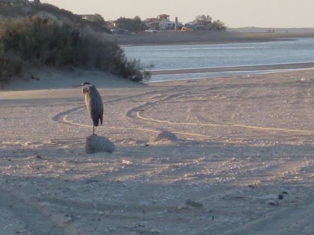513ShellIsland082_69002984a8282043c18150af9d0bdb3d10ca936e.jpg