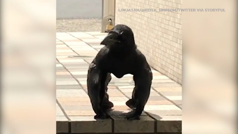5369165_062719-kabc-japan-crow-new-img.jpg