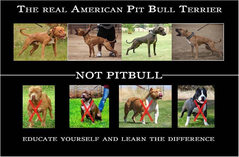 are pit bulls snub nosed