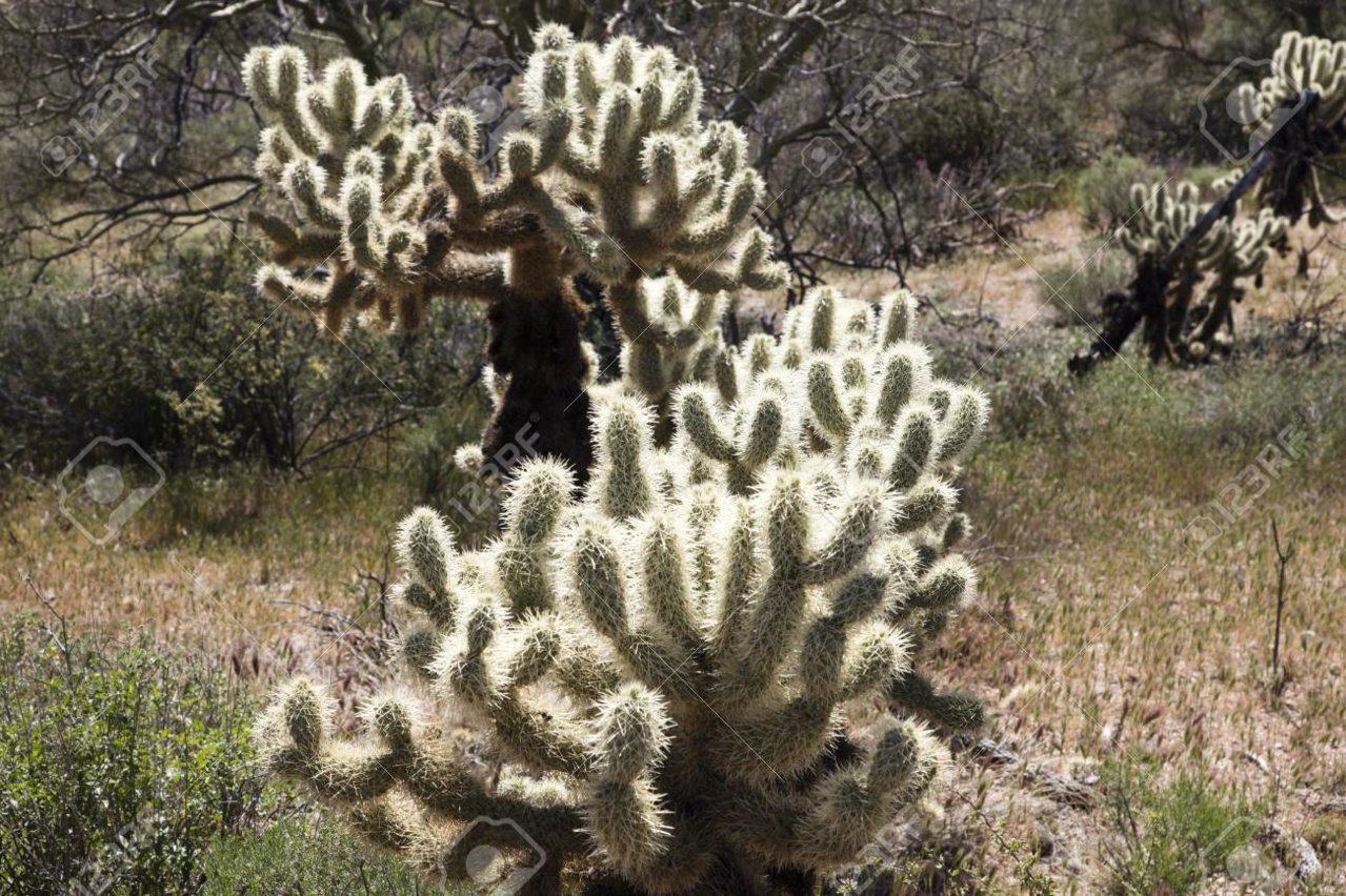 55995512-cholla-cactus-or-jumping-cholla-in-the-sonoran-desert-of-the-southwestern-usa.jpg