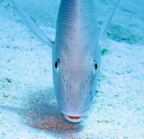 57lookmeintheeyefish.jpg