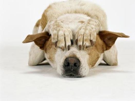 5866ed23f1b80_Dogcoveringeyes.jpg.d41aa6a8ca87d0ab0bc7a86a50665e2a.jpg