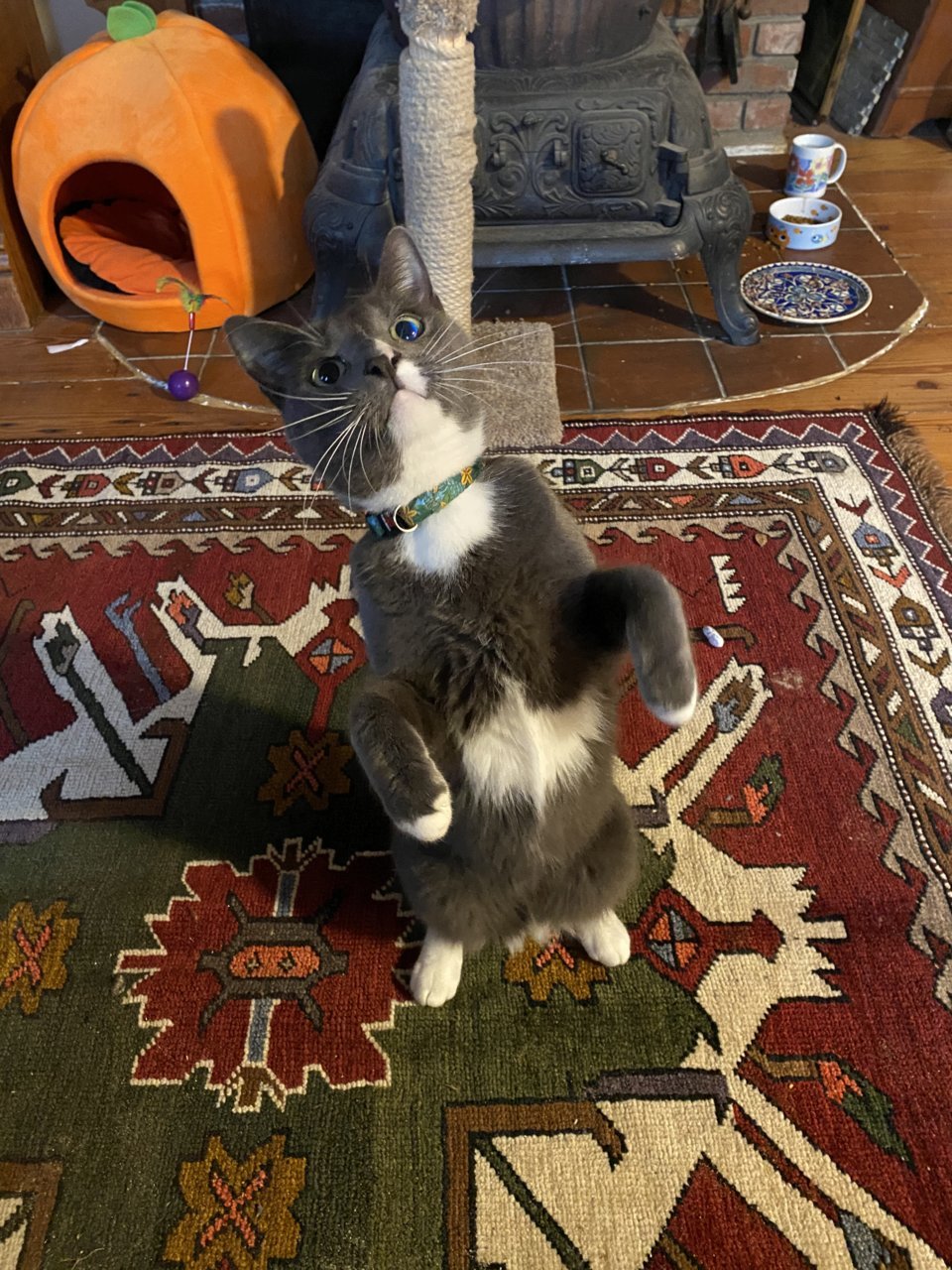 5C0D91BB-88B7-4ED2-BF38-385C2A2DCF1E.jpg
