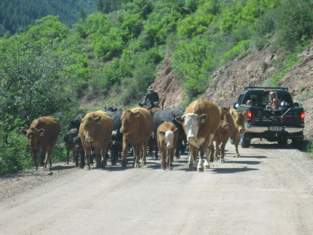 6-22-10  Stampede-1.jpg