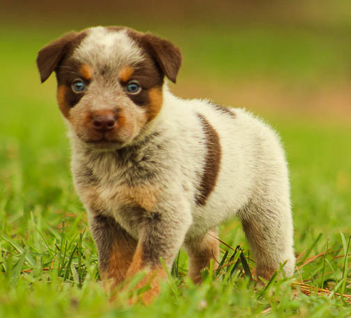 6.26.19-gn-heelers-male-fudge-14.jpg