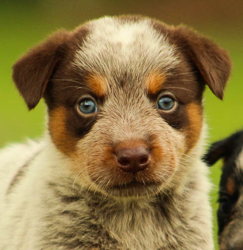 6.26.19-gn-heelers-male-fudge-6.jpg