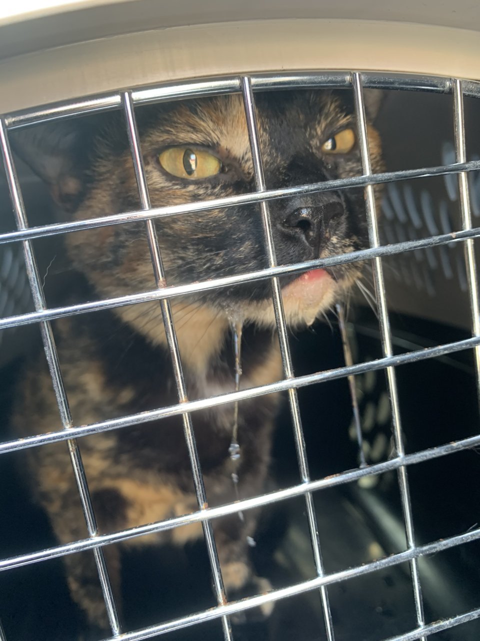 Tacoma Kittens
