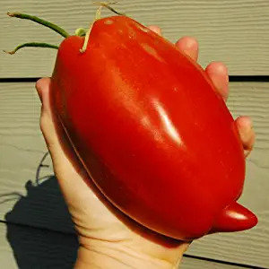 61iypyPPoPL.__AC_SX300_SY300_QL70_FMwebp_.jpg