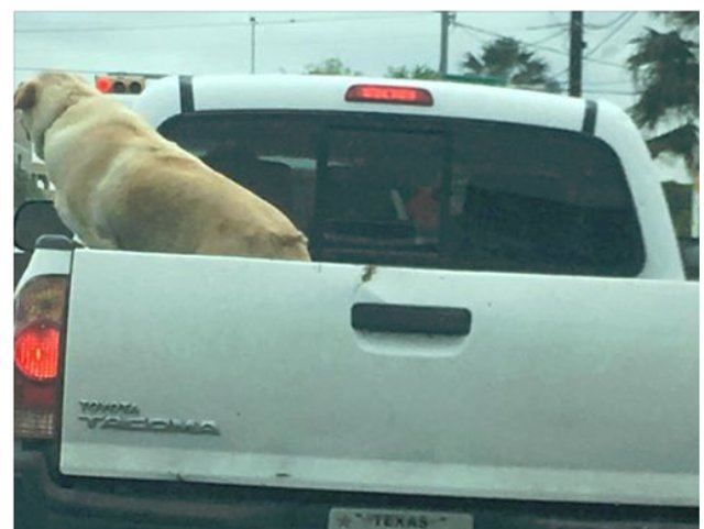 636577505848139105-Dog-bed.jpg