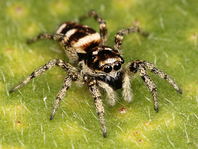 640px-Kaldari_Salticus_scenicus_female_01.jpg