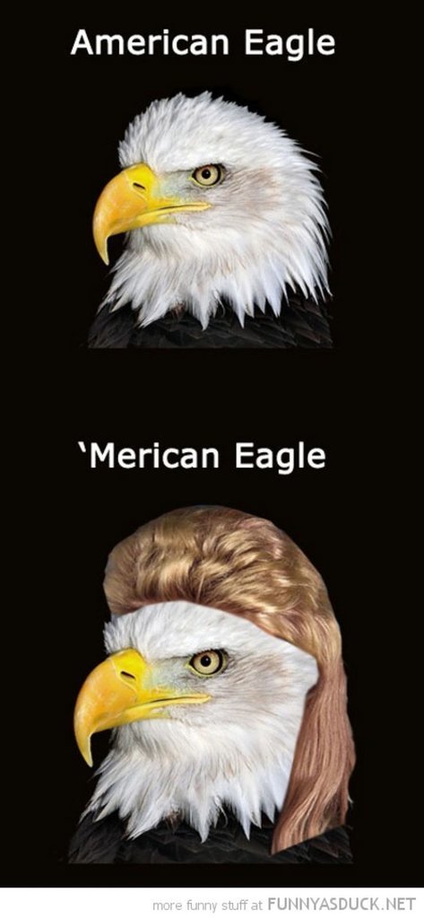 64ce6f7357d83fe5809b5375dfd37a01--bald-eagle-meme-eagles-memes.jpg