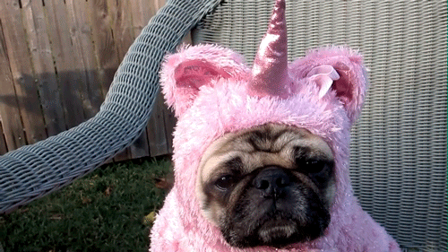 64D85B1C-EE4F-4D8E-B670-59941EBBA809.gif