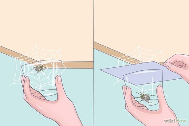 670px-Get-Spiders-Out-of-Your-House-Without-Killing-Them-Step-5-Version-2.jpg