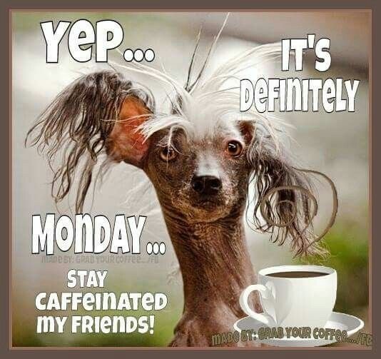 6cc8927196f25ef713ea0ce9ab832c78--happy-monday-funny-funny-monday-quotes.jpg