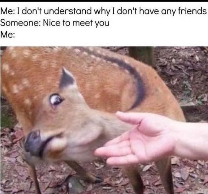 6k1f8pe8ivo71.jpg